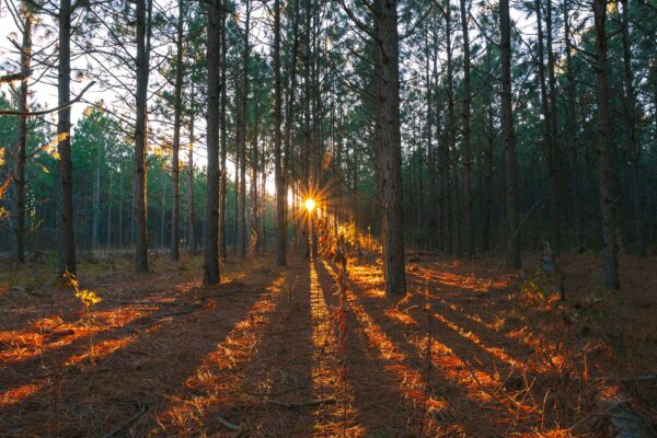 Sunlight passing through tall trees in forest.